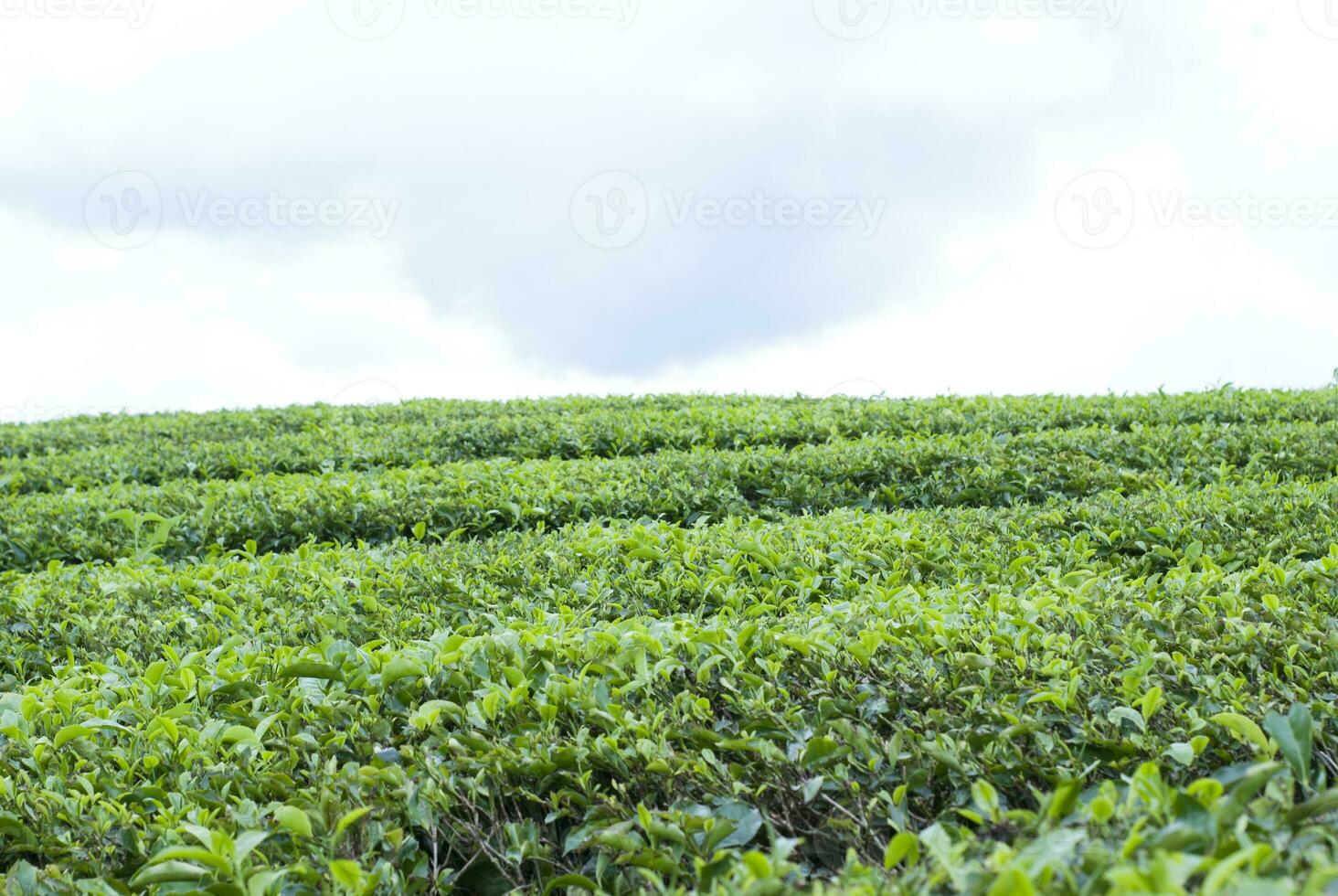 tè giardino nel il la zona di montare Kerinci, jambi, Indonesia foto