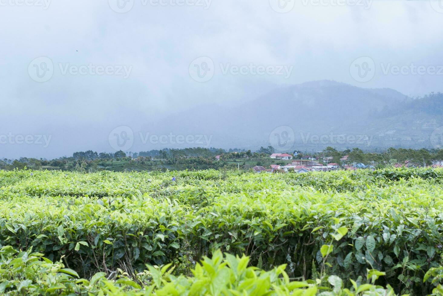 tè giardino nel il la zona di montare Kerinci, jambi, Indonesia foto