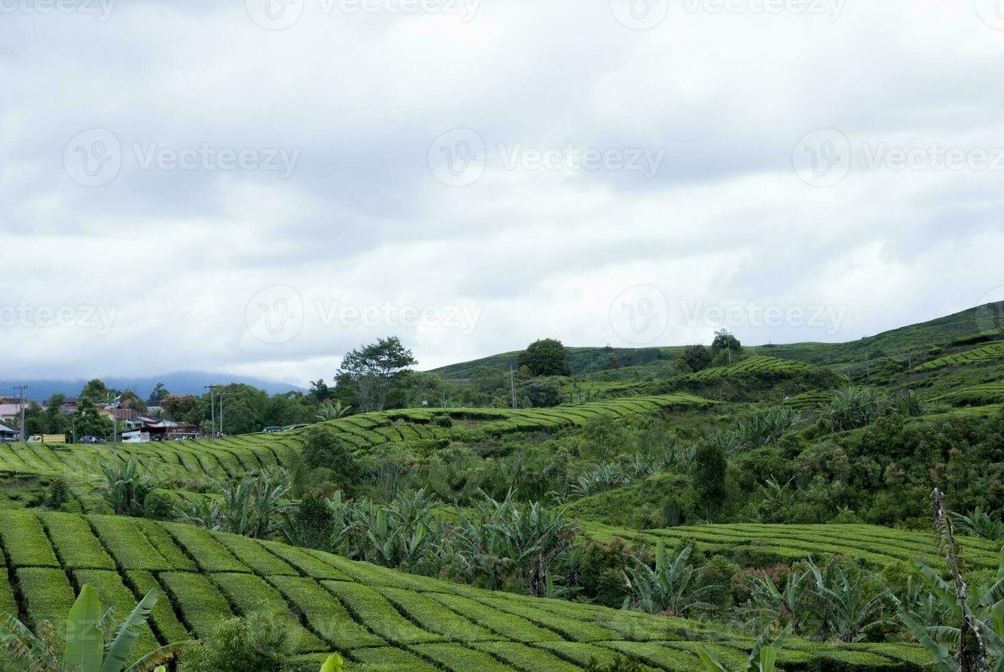 tè giardino nel il la zona di montare Kerinci, jambi, Indonesia foto