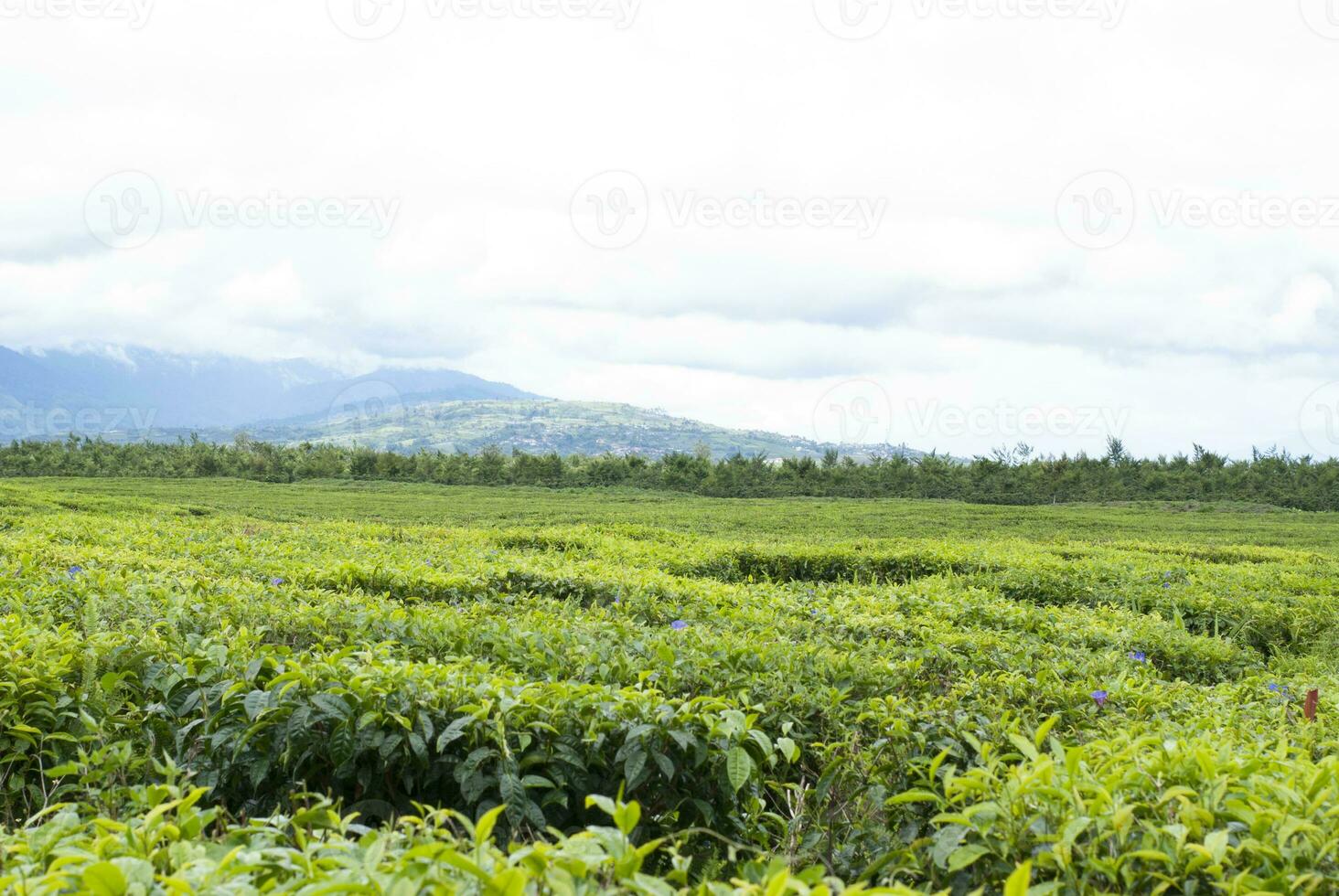 tè giardino nel il la zona di montare Kerinci, jambi, Indonesia foto