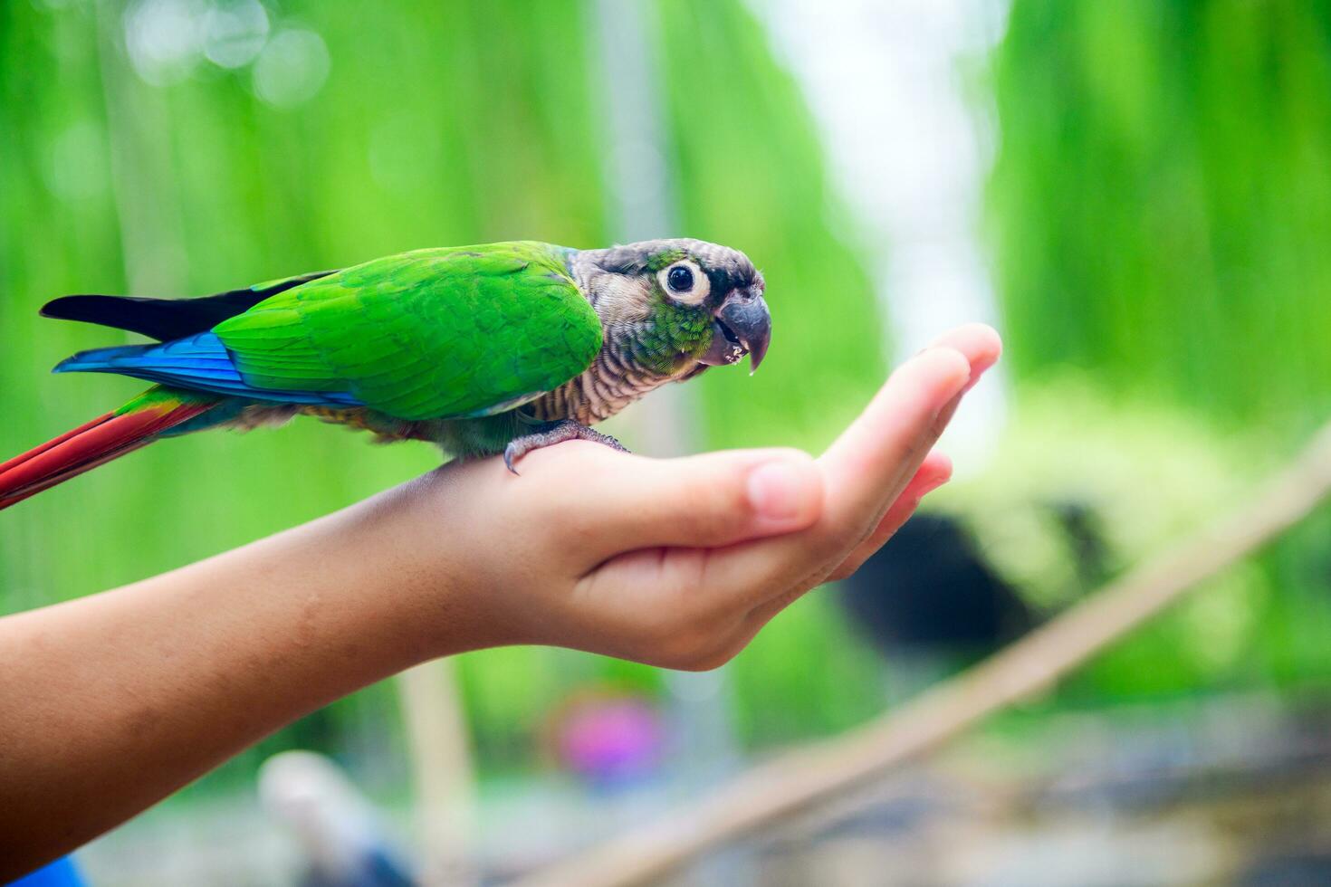 un' pappagallino verde africano è mangiare asciutto girasole semi nel bambino mano. foto