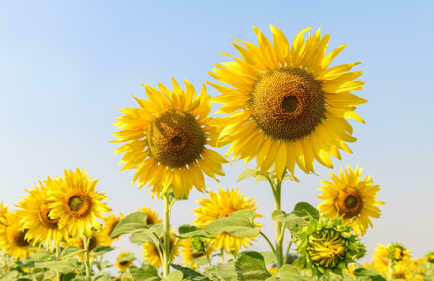 bellissimo girasole fioritura nel girasole archiviato foto