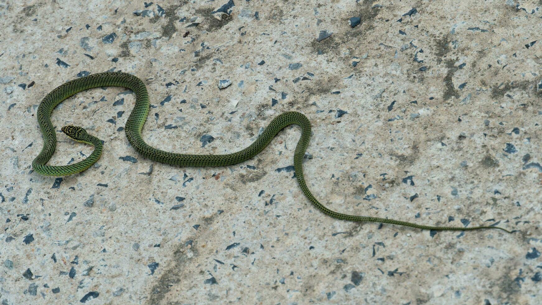 d'oro albero serpente o nome di crisopelea ornato. agile e leggermente velenoso. su dimenarsi il cemento terra. foto