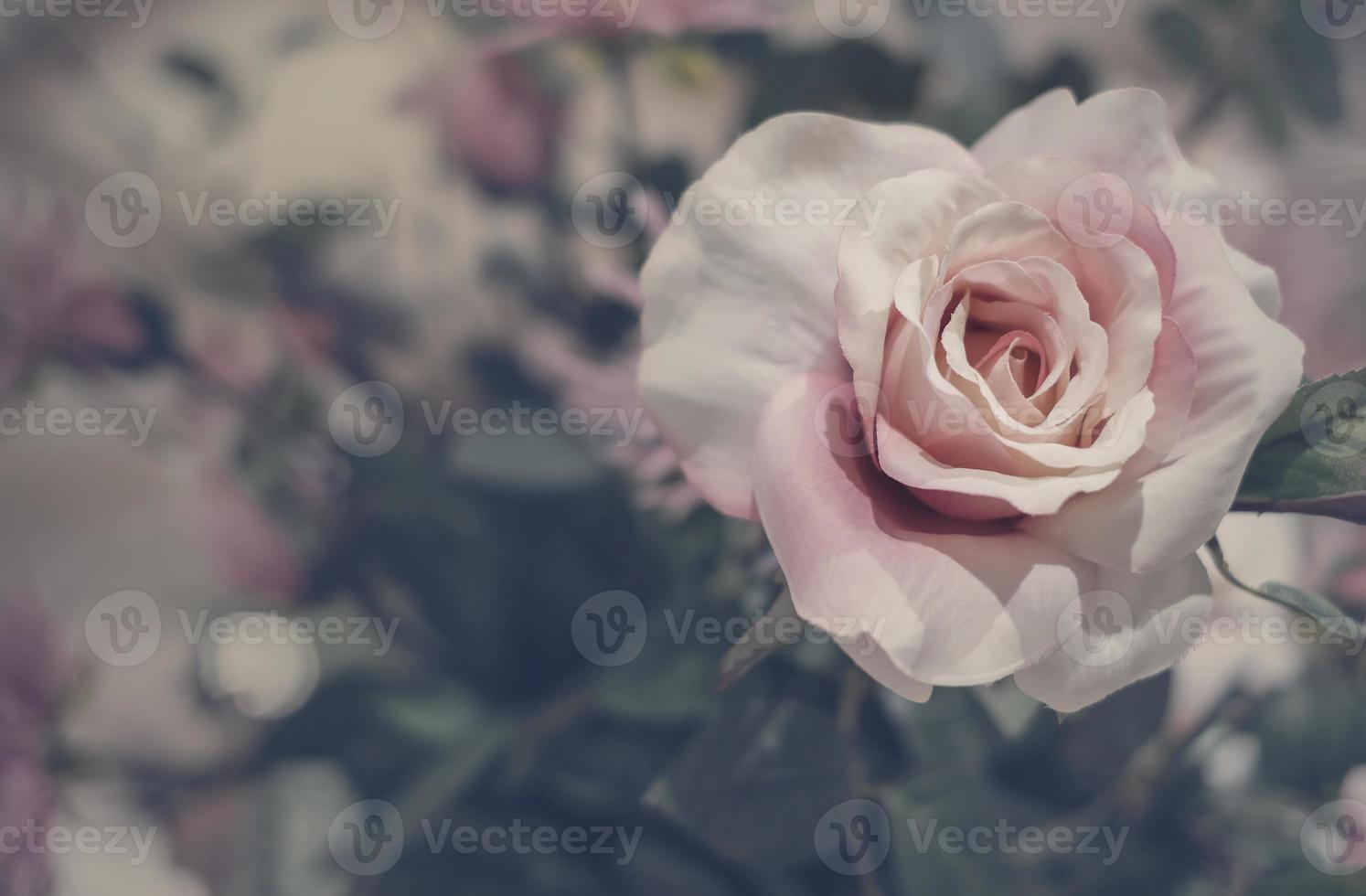 fiori di rosa in vaso con copia spazio stile vintage foto
