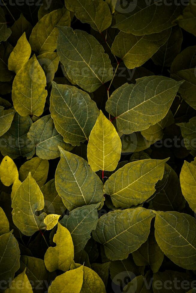 verde e giallo giapponese poligono pianta le foglie nel autunno stagione, giallo sfondo foto