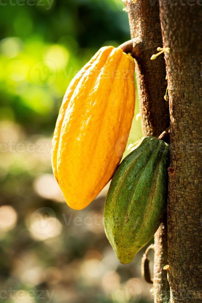 albero di cacao con baccelli di cacao in una fattoria biologica foto