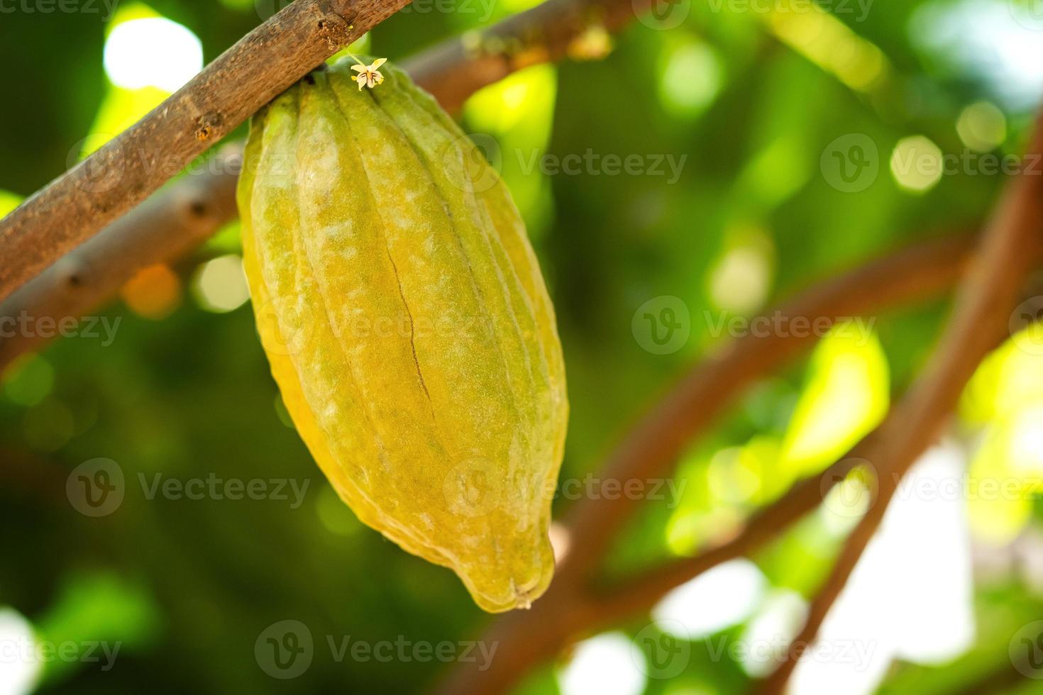 albero di cacao con baccelli di cacao in una fattoria biologica foto