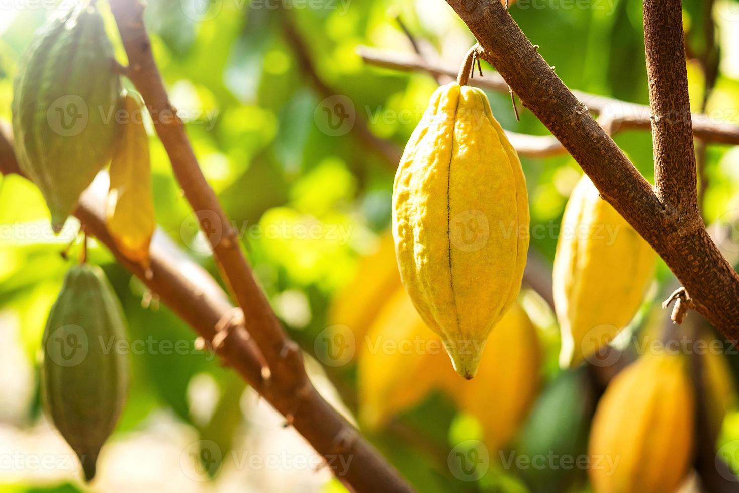 albero di cacao con baccelli di cacao in una fattoria biologica foto