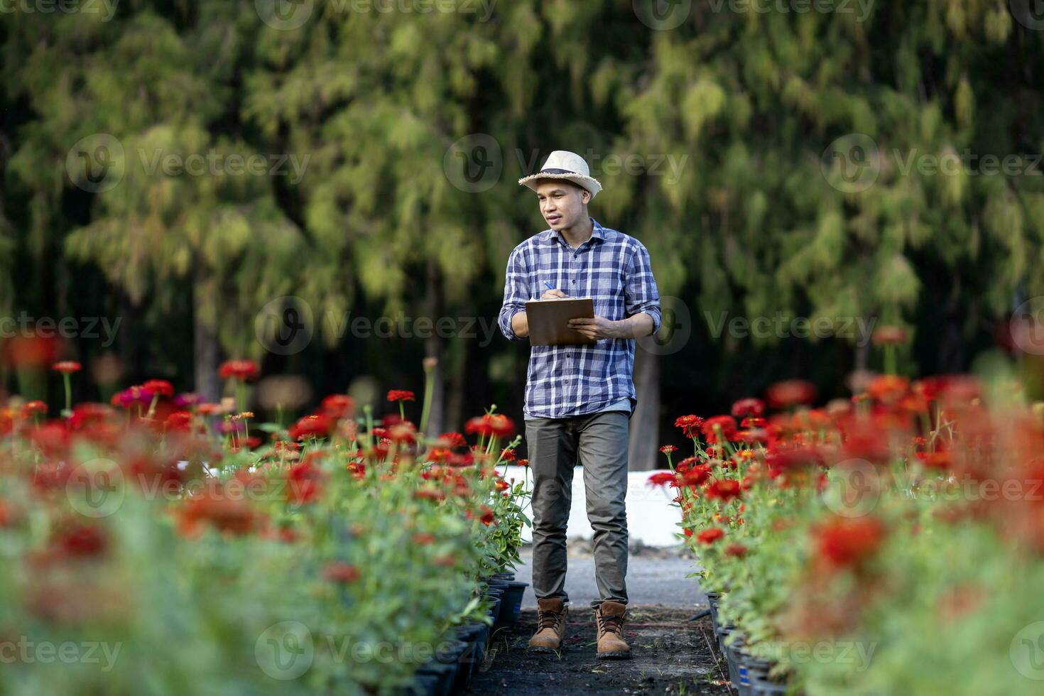 asiatico giardiniere è assunzione Nota utilizzando clip tavola su il crescita e Salute di rosso zinnia pianta mentre Lavorando nel il suo rurale campo azienda agricola per medicinale erba e tagliare fiore uso foto