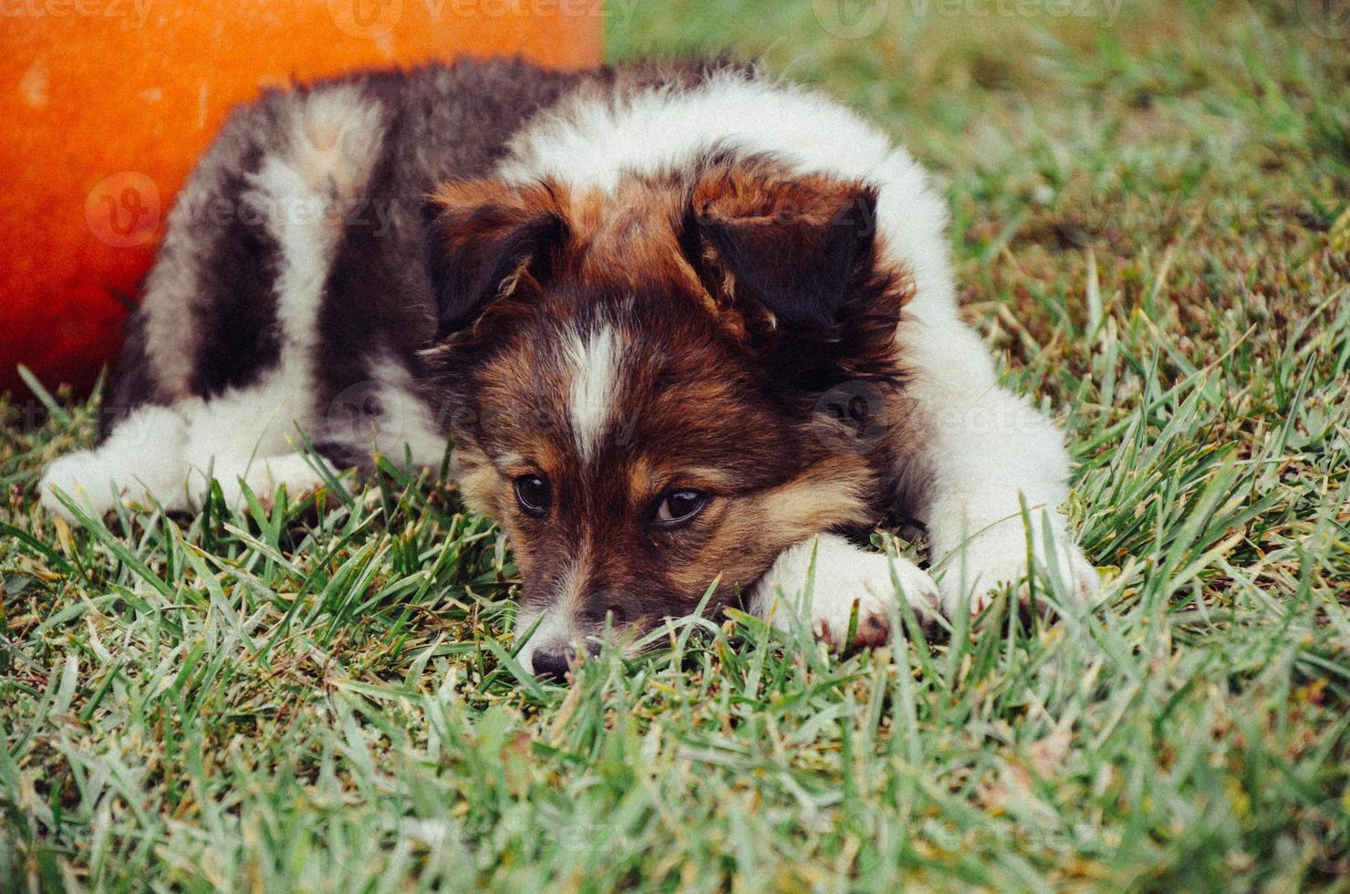 soffice cucciolo con zucca su un prato foto