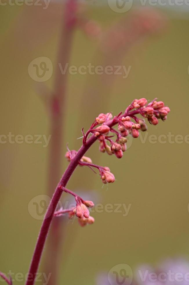 ramo rosa con piccoli boccioli foto