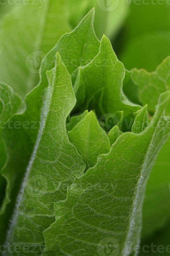 grandi foglie alte circolari attorcigliate foto