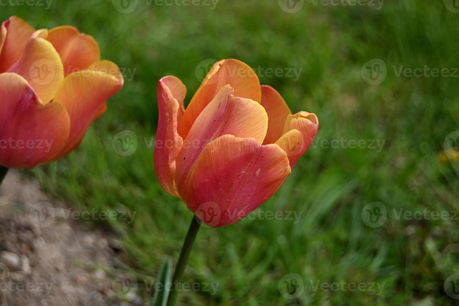 fiore di tulipano arancione brillante foto