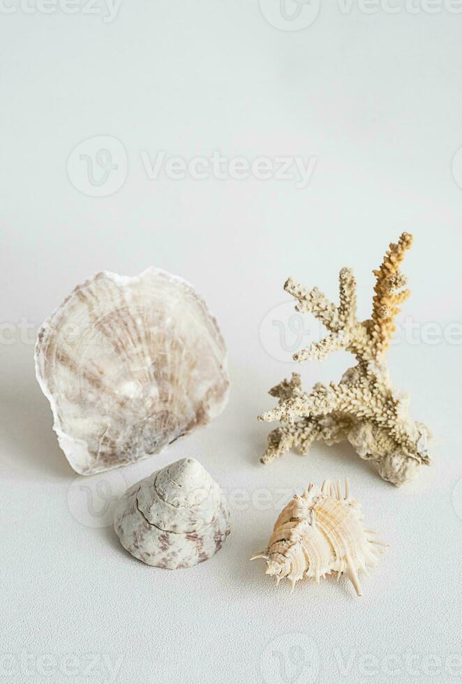 conchiglie estetico. corallo e mare conchiglia minimalista ancora vita. foto