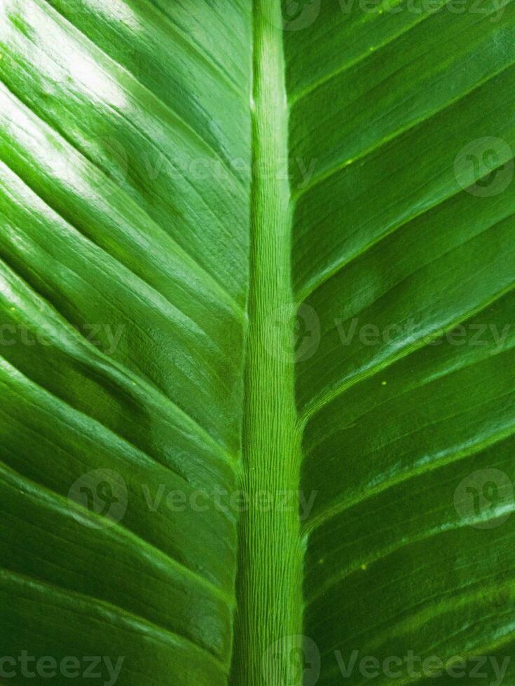 verde foglia struttura vicino su. naturale modello. foto