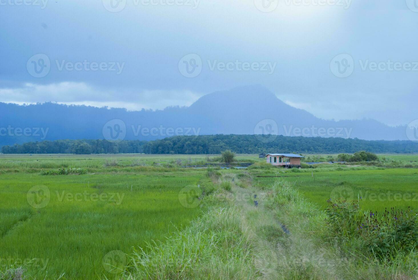 tè giardino nel il la zona di montare Kerinci, jambi, Indonesia foto