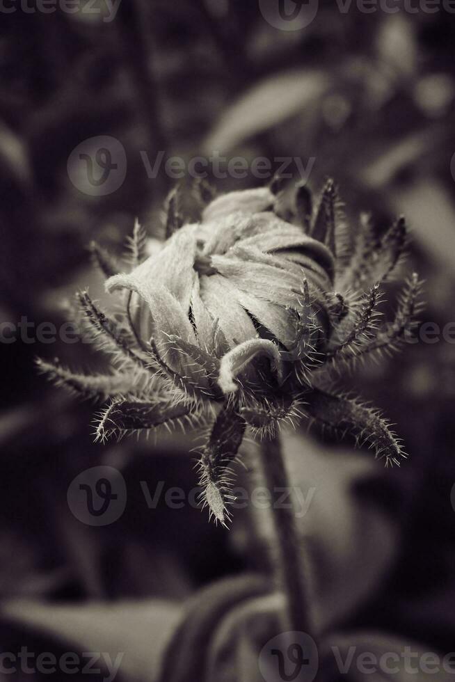 giallo fiori in crescita nel il giardino tra verde fogliame sfondo su un' caldo estate giorno nel avvicinamento foto