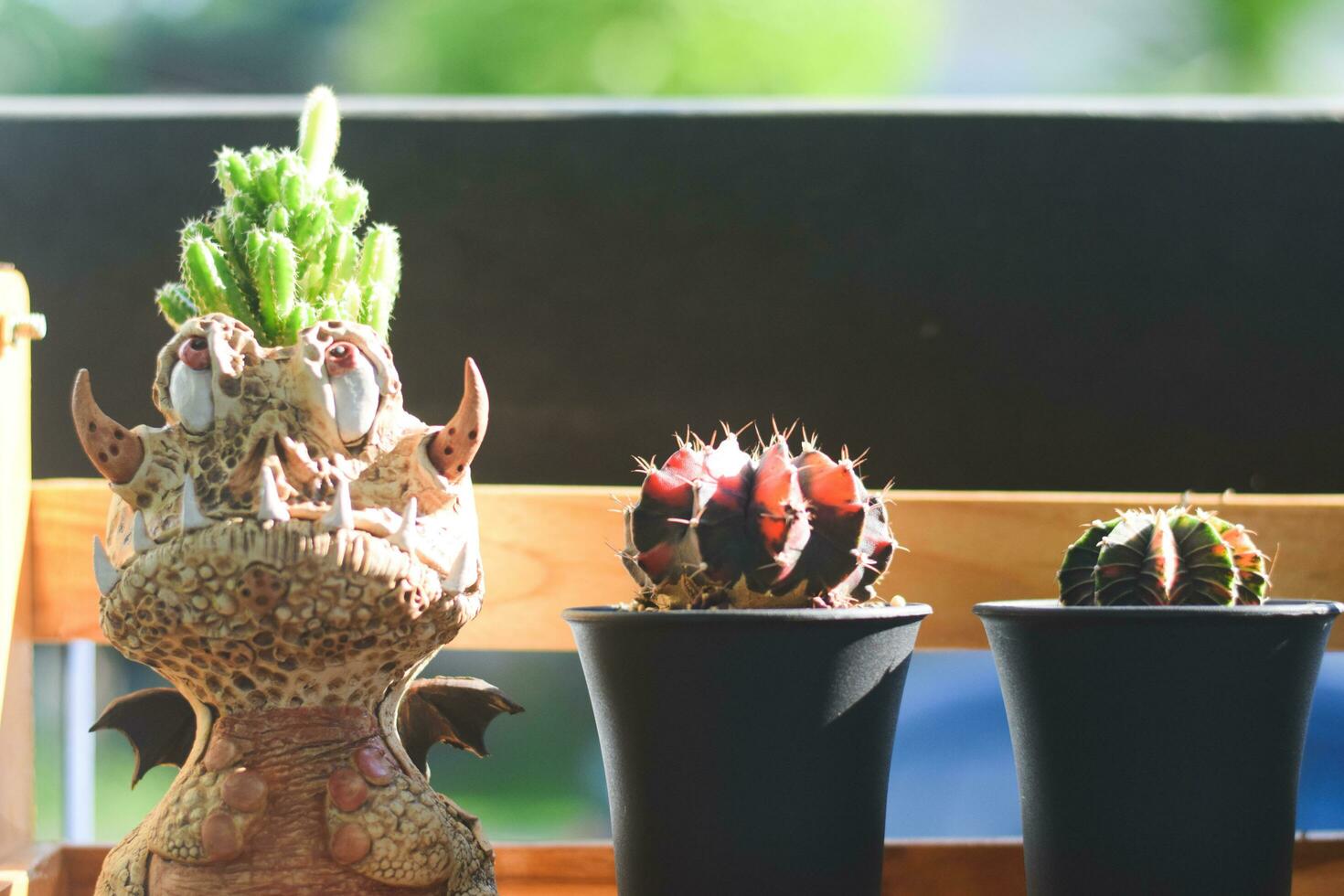 cactus succulento pianta. casa pianta concetto foto