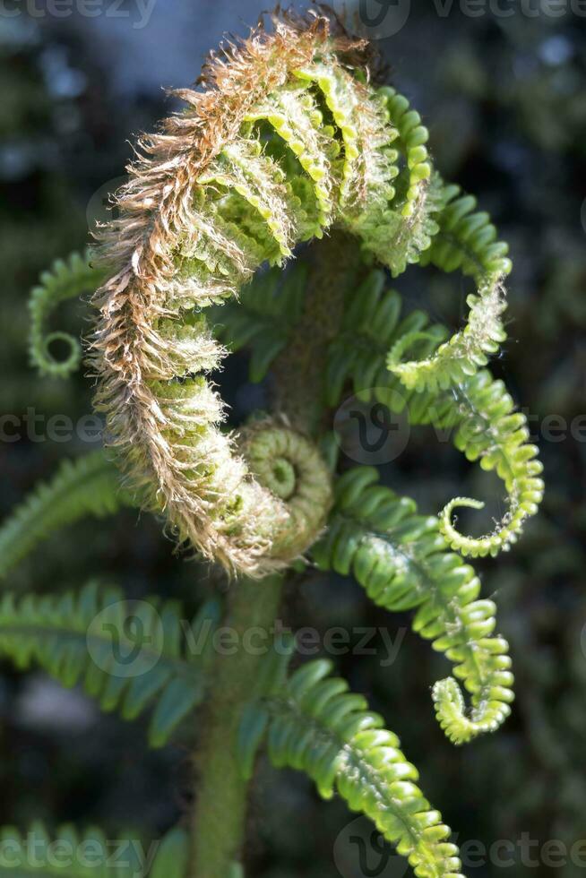 Comune maschio felce, dryopteris filix-mas inizio per dispiegarsi nel primavera foto