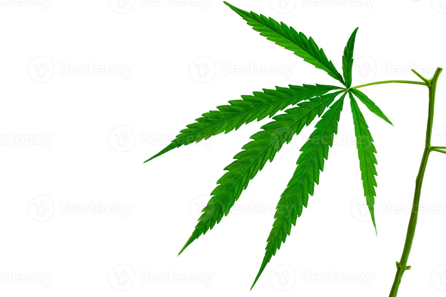foglia di cannabis pianta medicinale verde foto