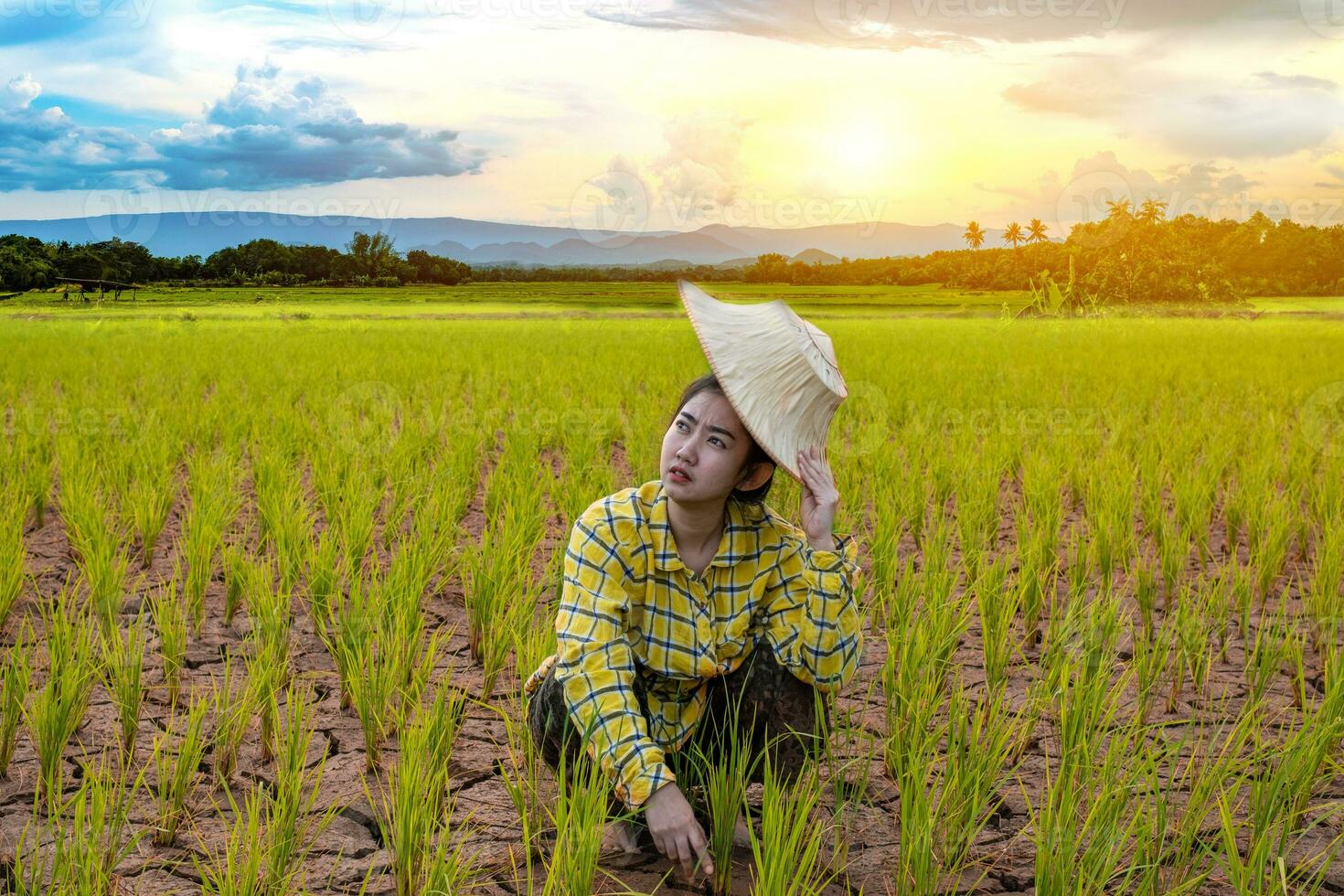 contadina che fissa le piantine di riso secche stanno morendo foto