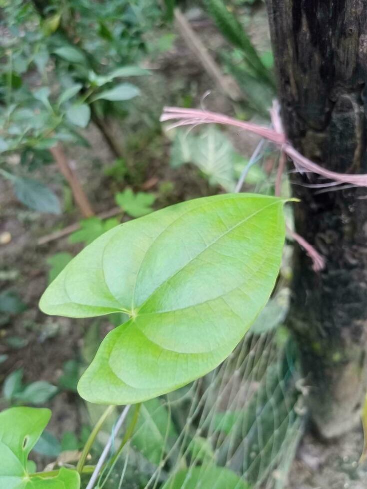 bella foglia verde foto