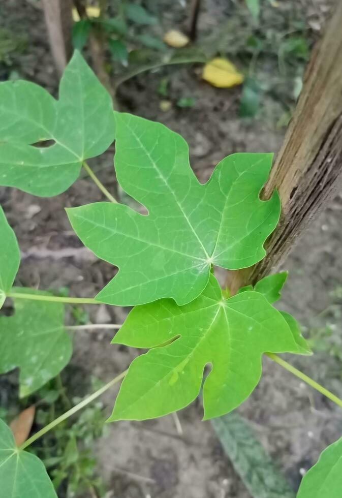 bella foglia verde foto