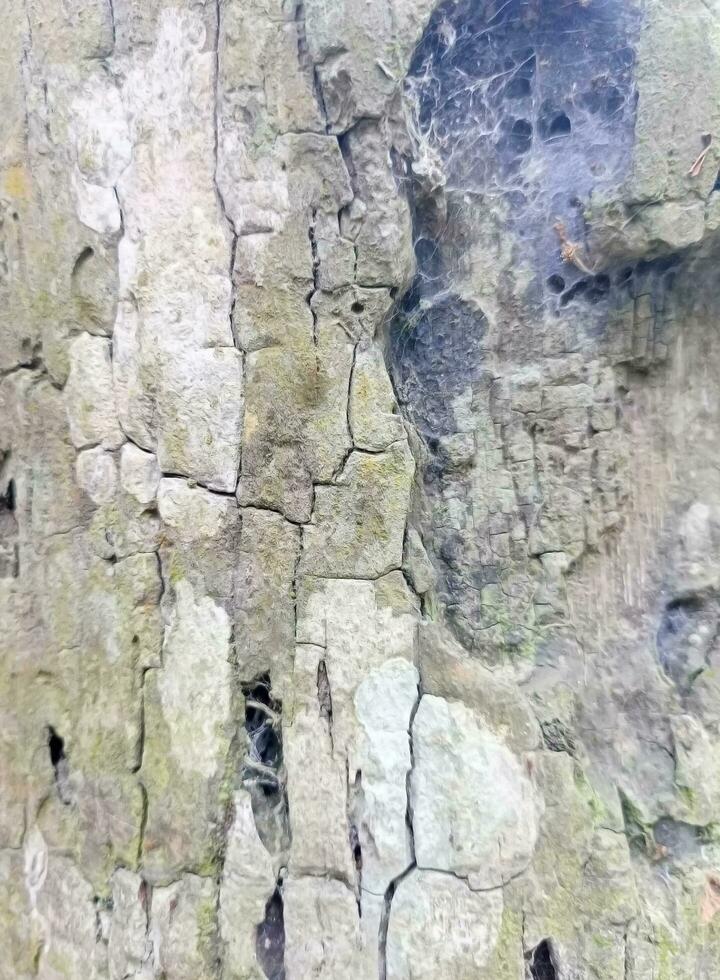 trama di corteccia d'albero foto