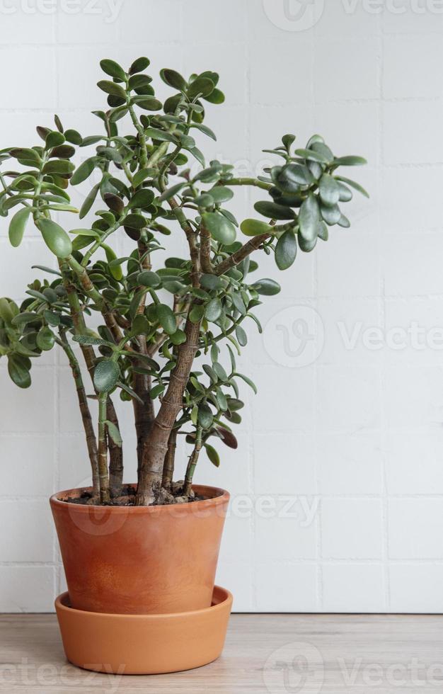 succulenta pianta d'appartamento crassula ovata foto