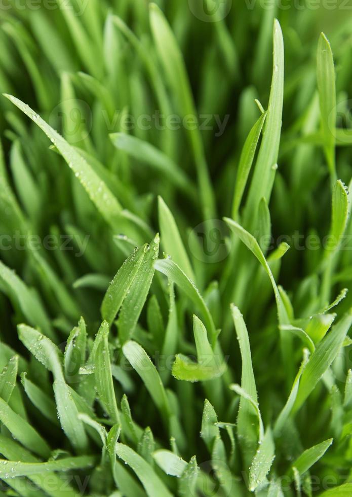 erba verde su sfondo verde foto