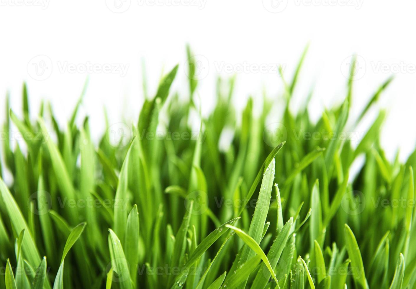 erba verde su sfondo verde foto