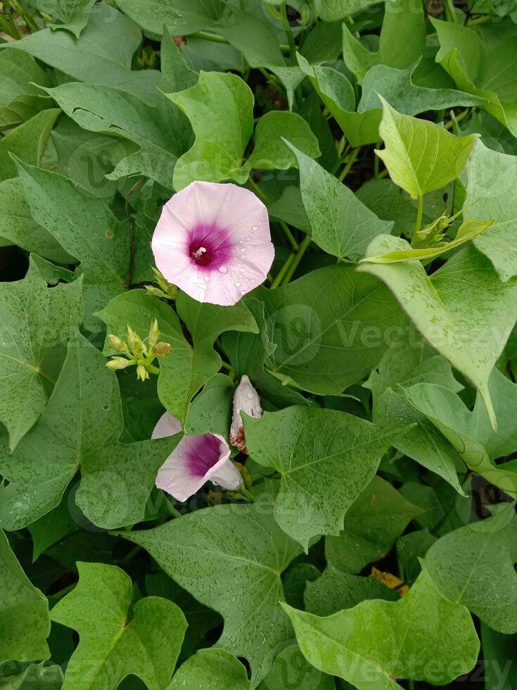 Doppio viola dolce Patata fiore fra le foglie foto
