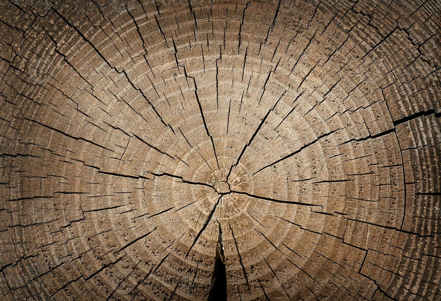 sega tagliare a partire dal un' albero con crepe. di legno naturale sfondo. foto