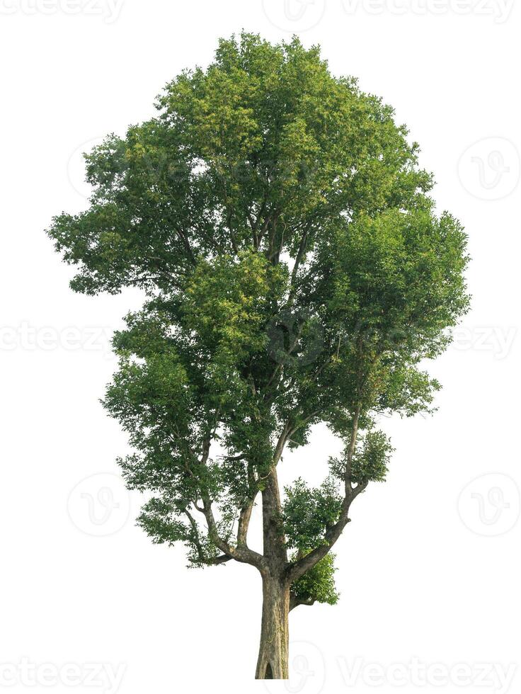 albero verde isolato su sfondo bianco. foto