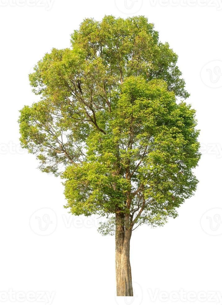 albero isolato su sfondo bianco. foto