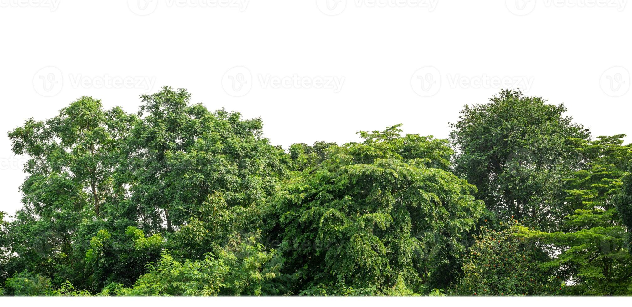 verde alberi isolato su bianca sfondo. siamo foresta e fogliame nel estate per tutti e due stampa e ragnatela pagine con tagliare sentiero e alfa canale foto