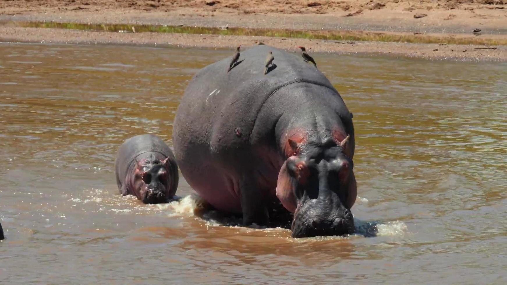 una madre rinoceronte con il suo cucciolo di rinoceronte che cammina nell'acqua foto