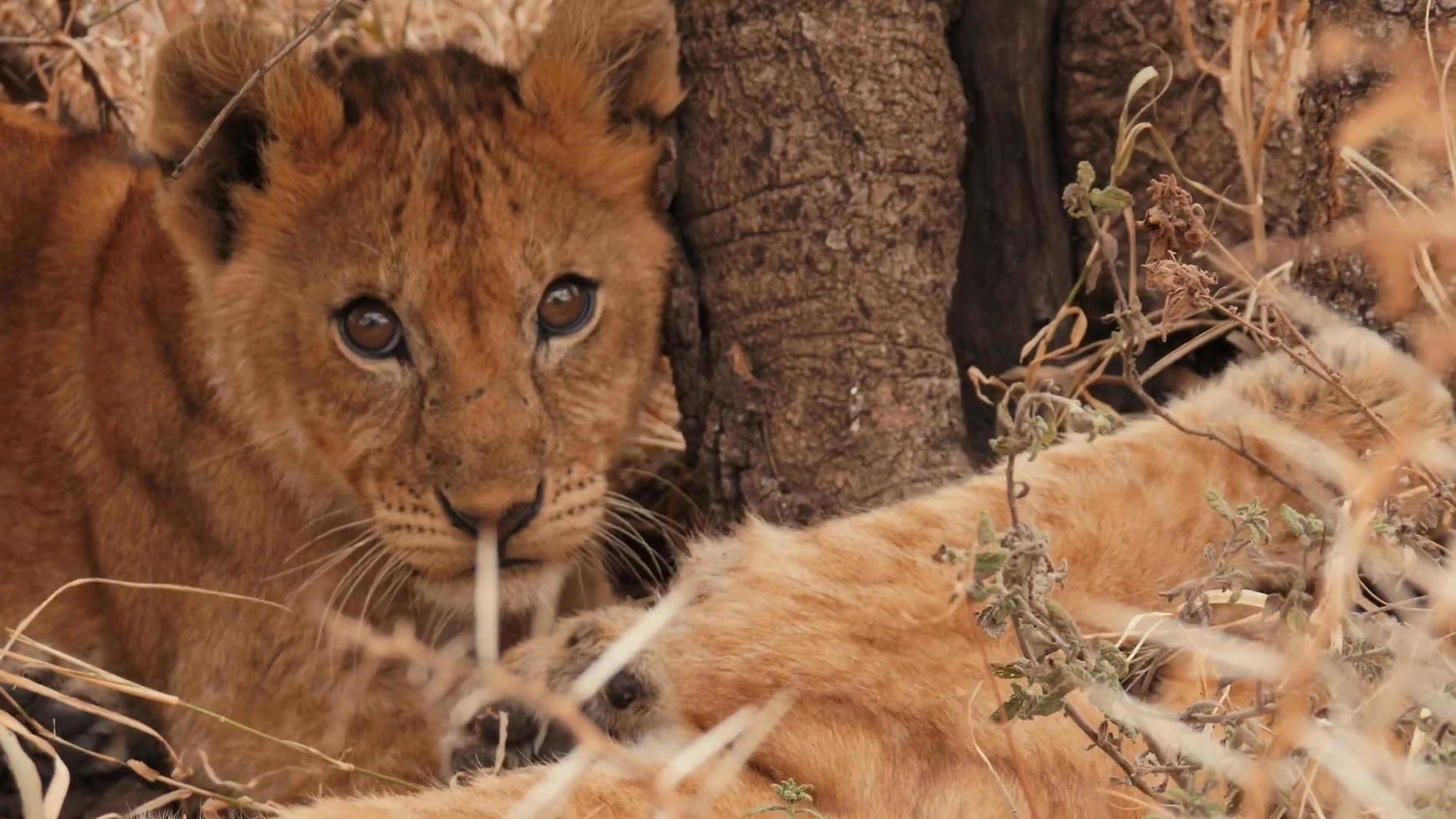 cuccioli di leone giocando foto