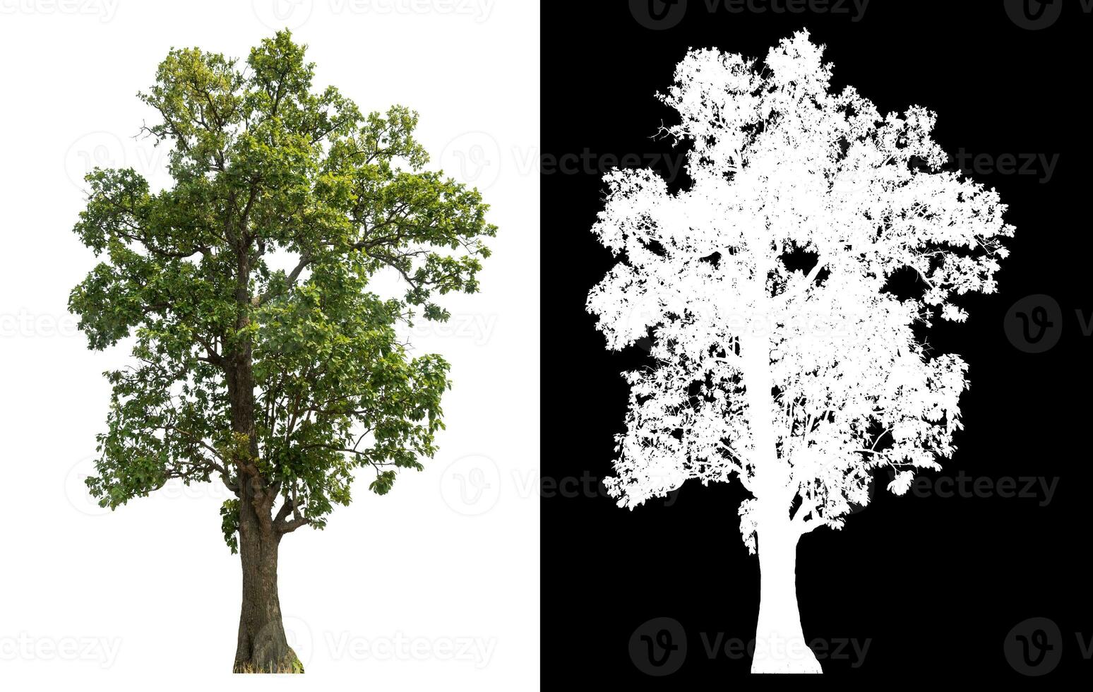 isolato singolo verde albero con ritaglio sentiero e alfa canale su nero sfondo. foto