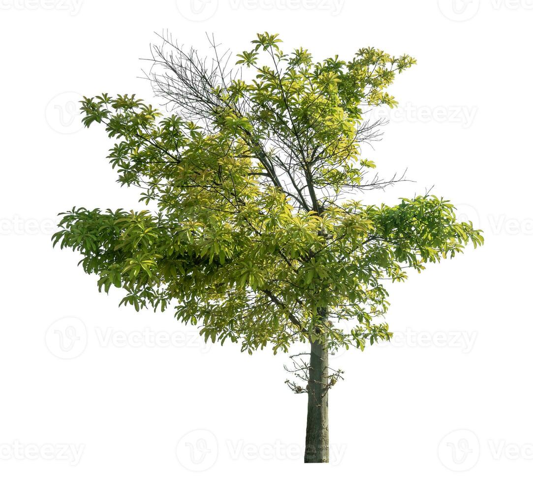 albero verde isolato su sfondo bianco. foto