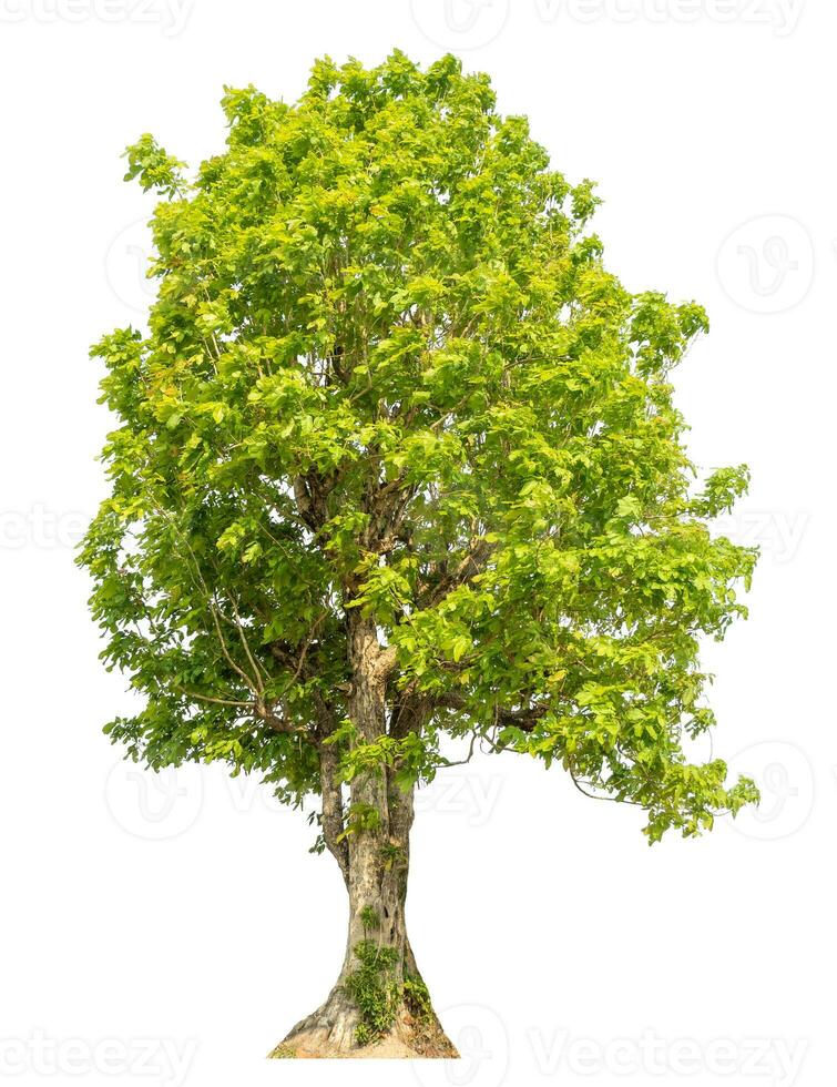 albero isolato su sfondo bianco. foto