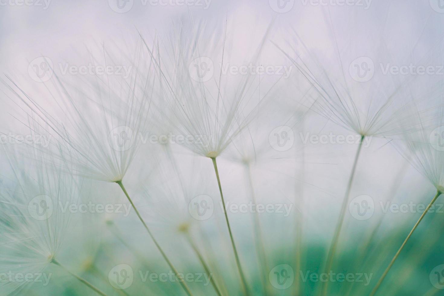 bellissimo fiore di tarassaco nella stagione primaverile foto