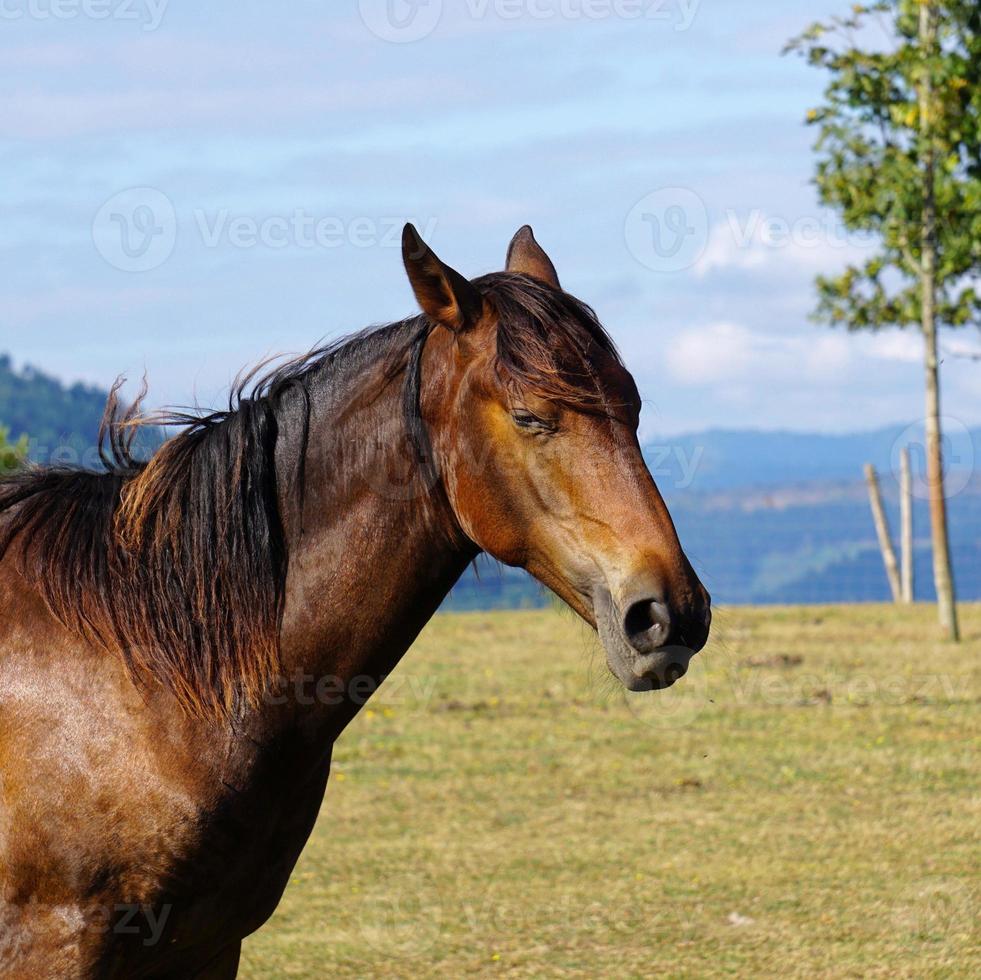 bellissimo ritratto di cavallo marrone nel prato foto