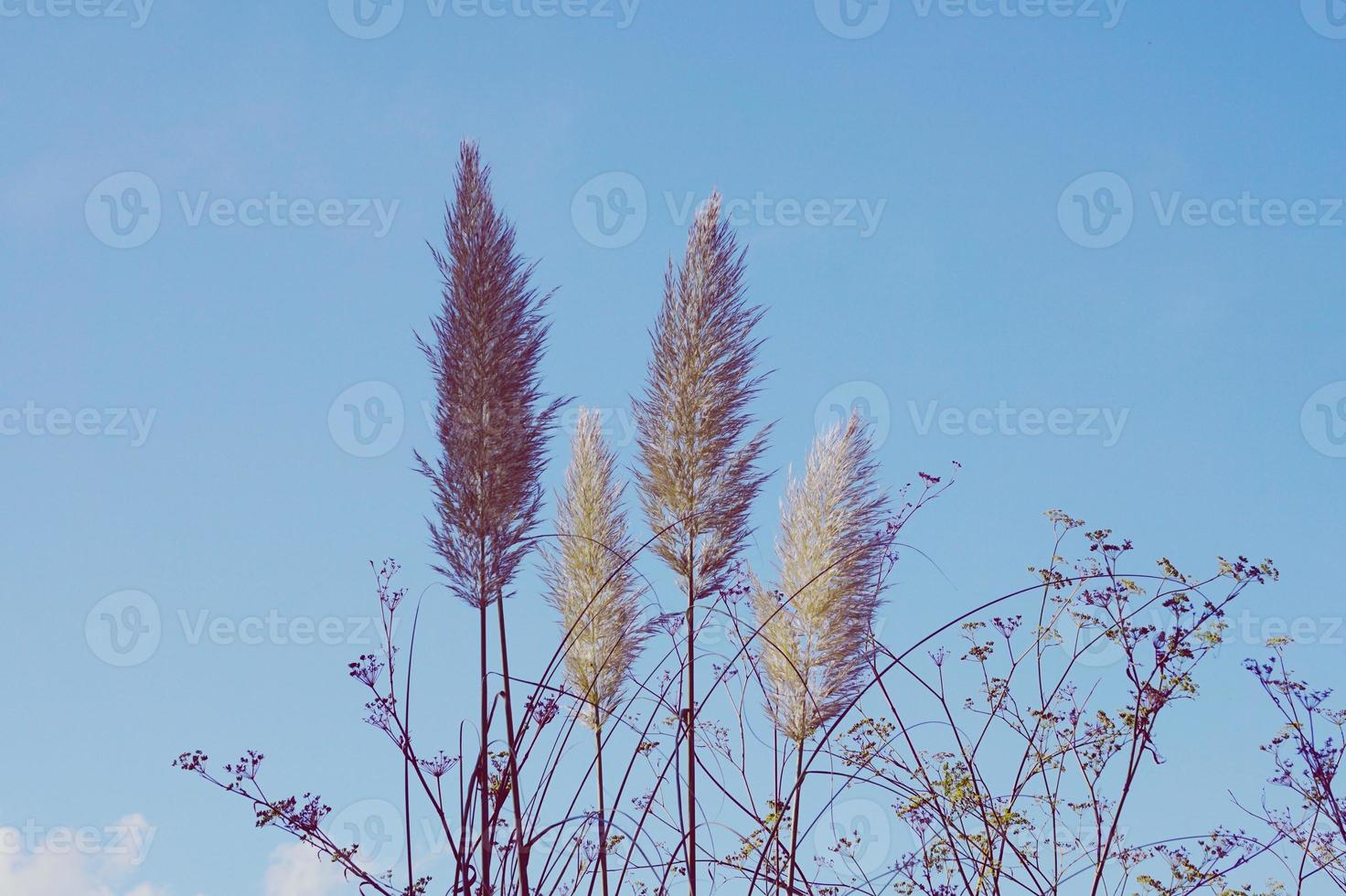 pianta di fiori bianchi nella stagione primaverile foto