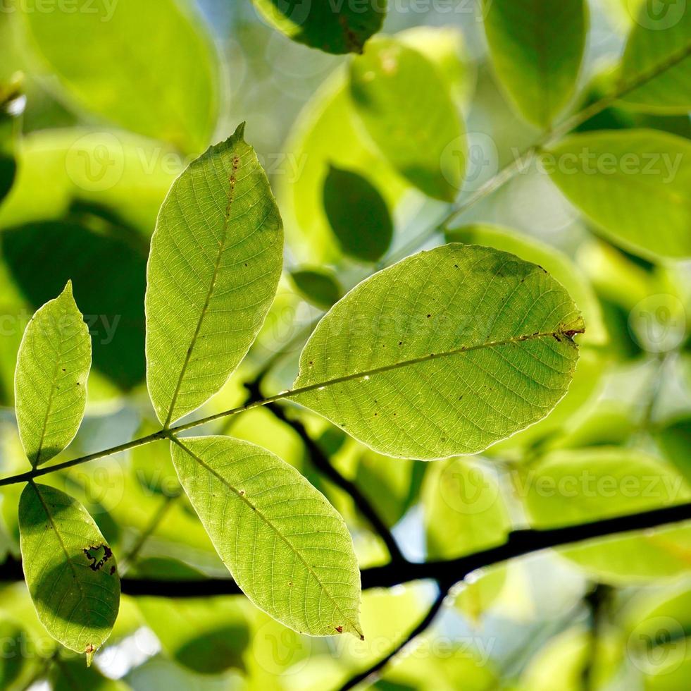 foglie di albero verde in primavera foto