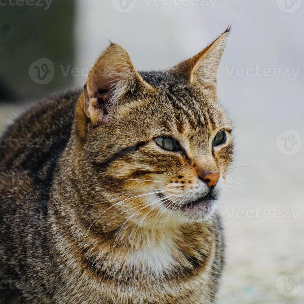 bellissimo ritratto di gatto randagio foto