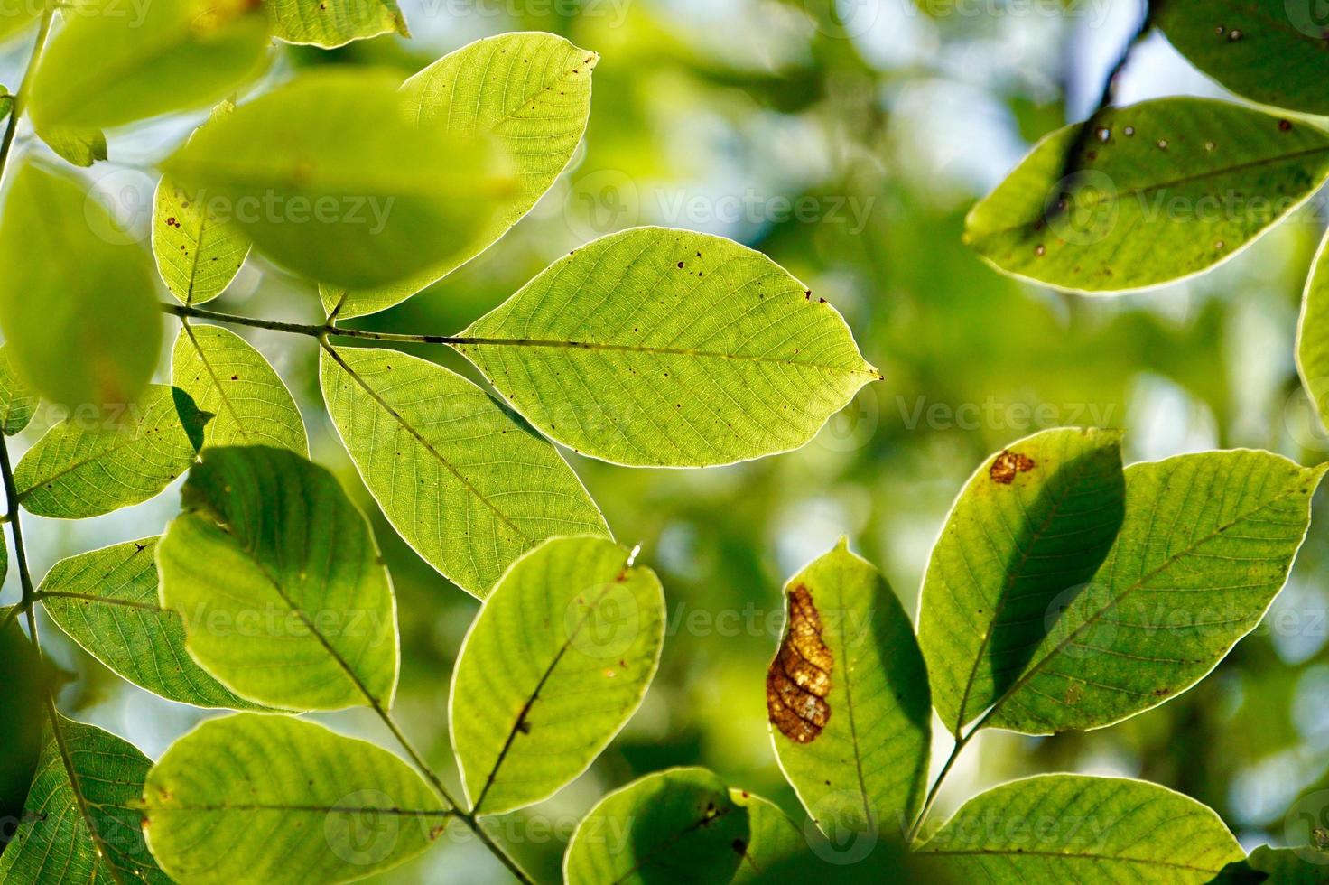 foglie di albero verde in primavera foto