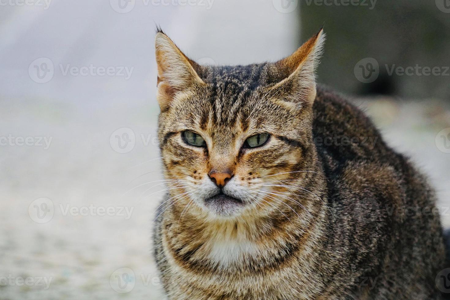 bellissimo ritratto di gatto randagio foto