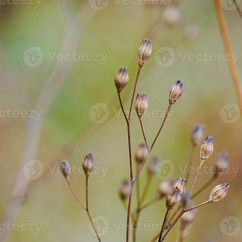 pianta da fiore secco nella stagione autunnale foto