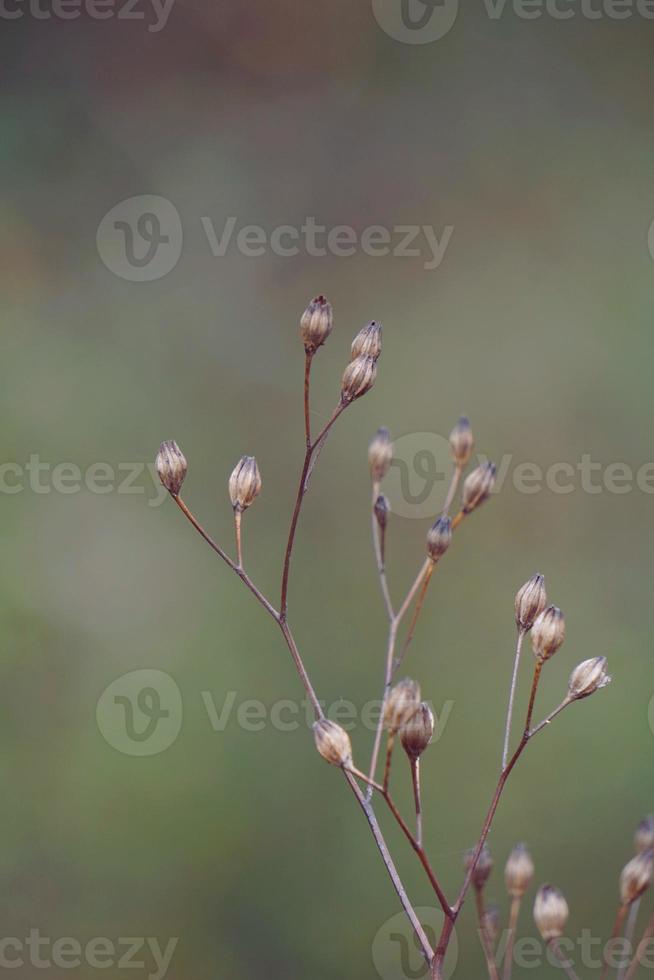 pianta da fiore secco nella stagione autunnale foto